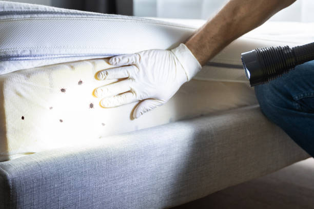 Best Exterminator Services  in Ashley, PA