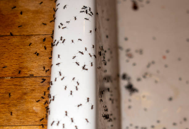 Best Bed Bug Extermination  in Ashley, PA