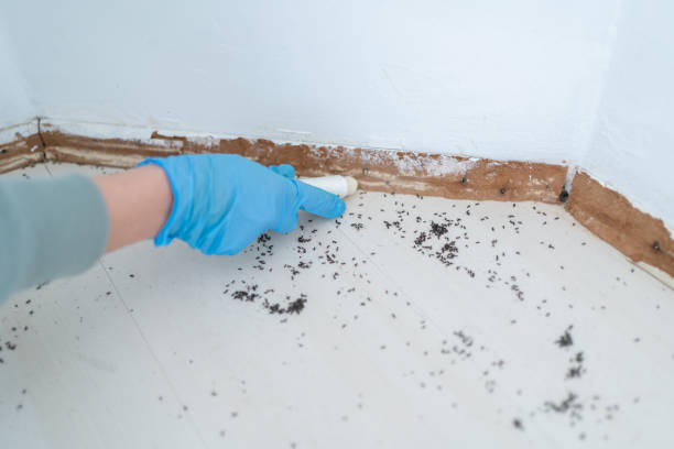 Best Best Pest Control Companies  in Ashley, PA