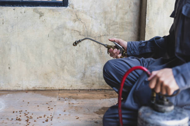 Best Local Pest Control Services  in Ashley, PA
